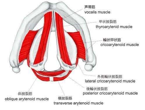 科学的アプローチでミックスボイスを開発します 根拠に基づいたメソッドはあなたを裏切らない!! イメージ1