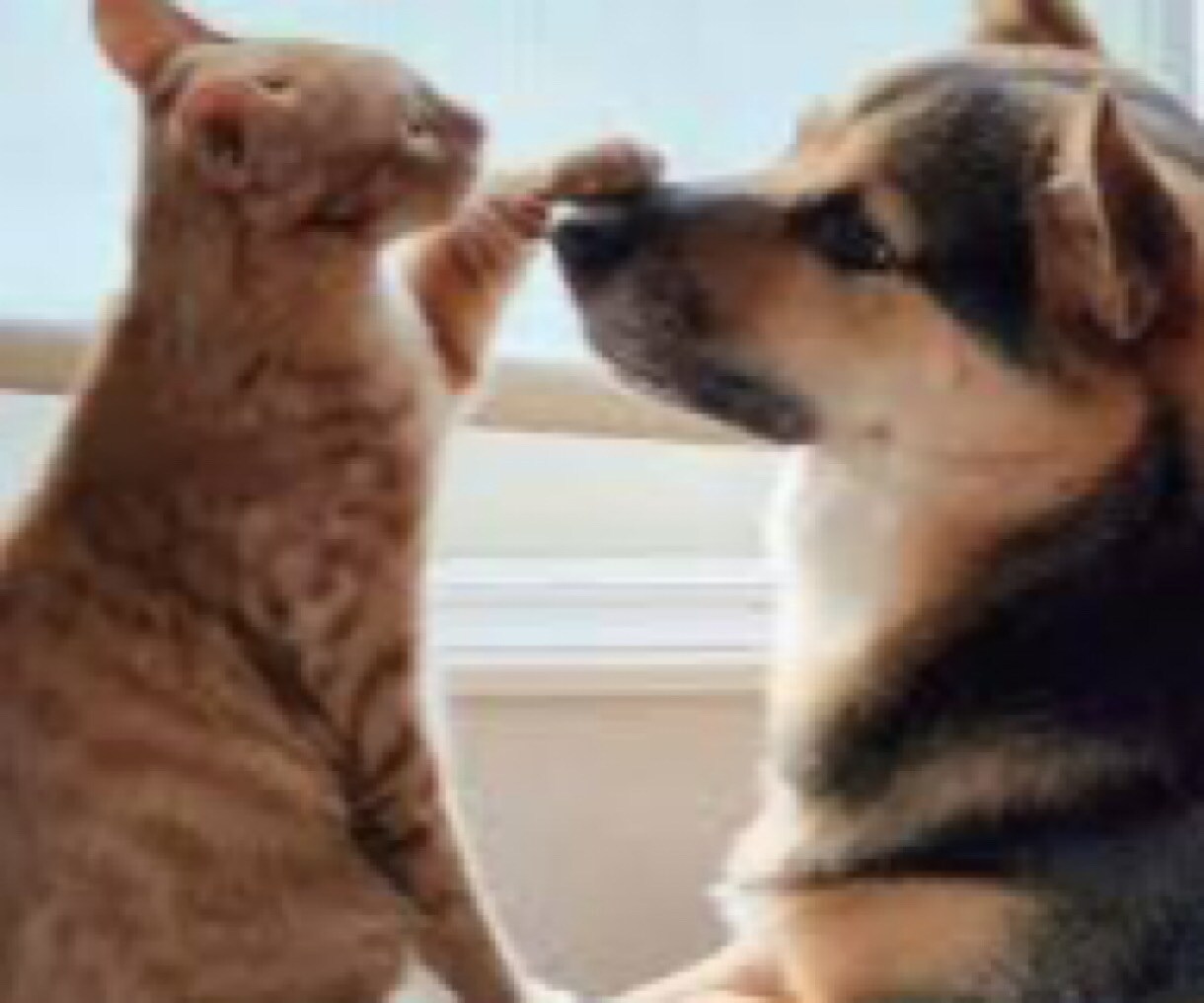 ペットロス大切な家族を亡くした悲しみを共に抱えます ペットロス/喪失感/犬/猫/動物/家族/ペット/別れ/死 イメージ8