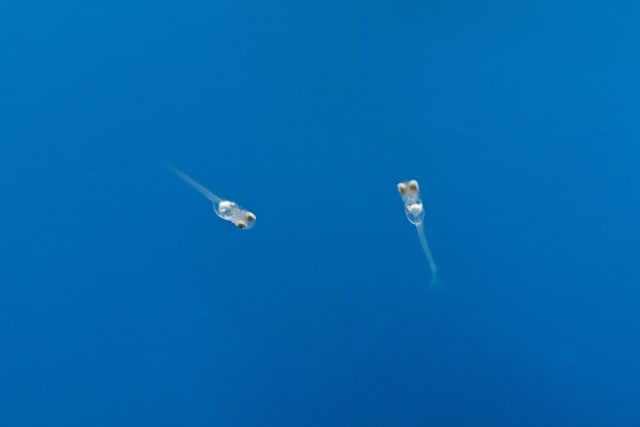 副業に最適！子沢山にするメダカ養殖法を教えます 初心者大歓迎！安心で手間いらず！1日10分のメダ活だけ！ イメージ6
