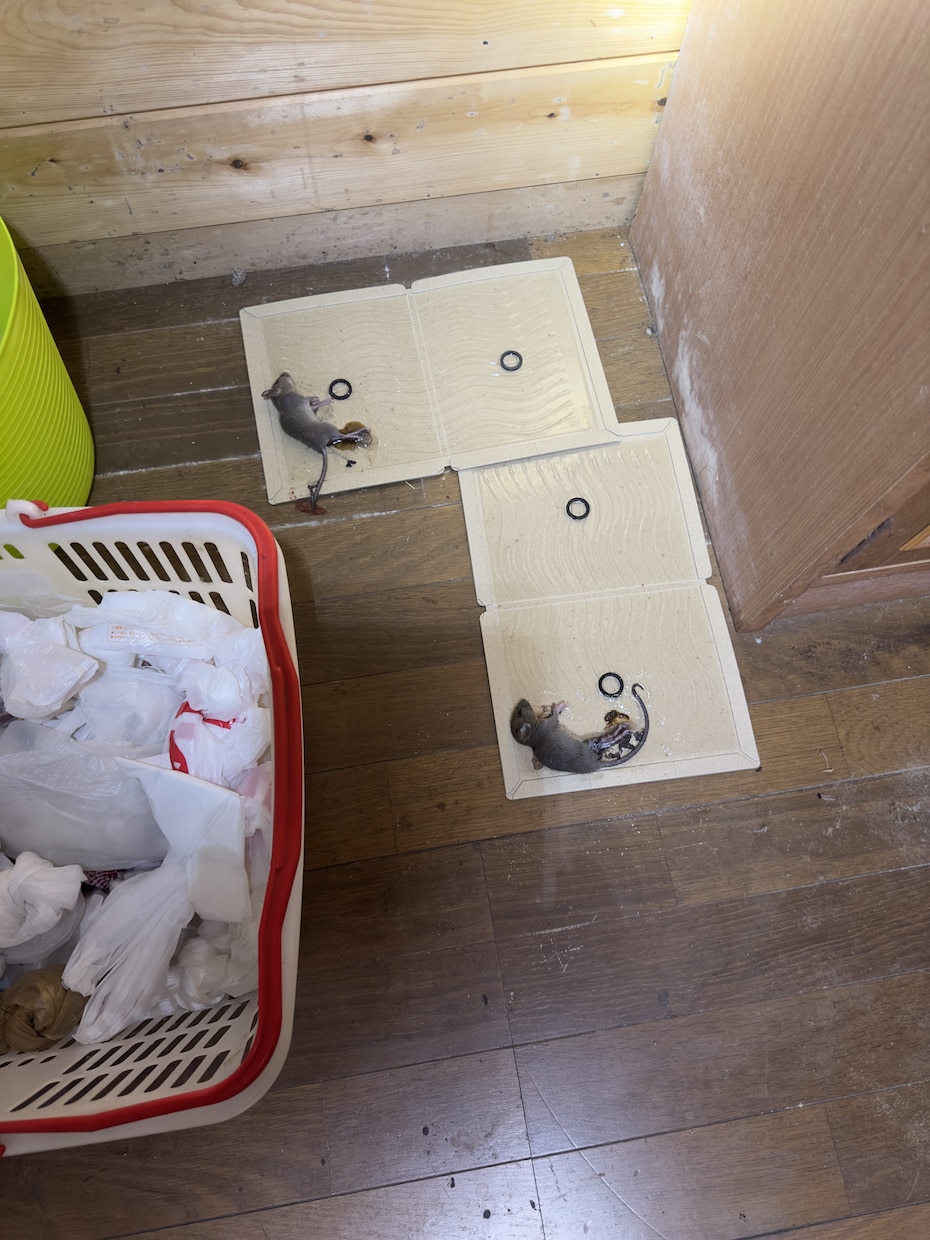 まずは電話！駆除における方法全力でサポートします 費用が高いからできるなら自分でやってみようかな？は必見です！ イメージ6