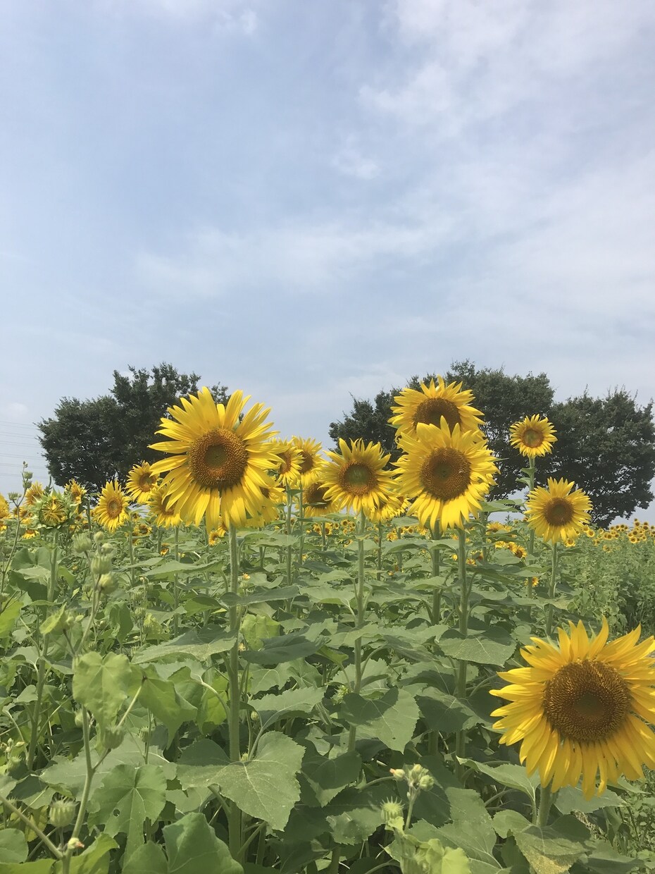ほんの少し、お話相手になります 風邪などで誰かにそばにいてほしい時にもどうぞ☆ イメージ1