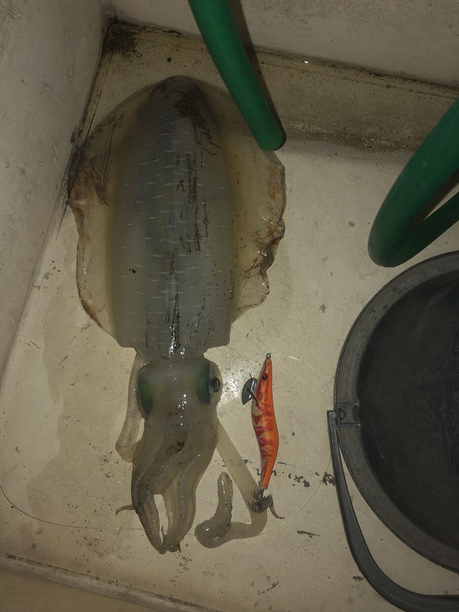 熱海、伊東周辺の釣りをガイドします お一人様からファミリーまで、全て対応させて頂きます イメージ3