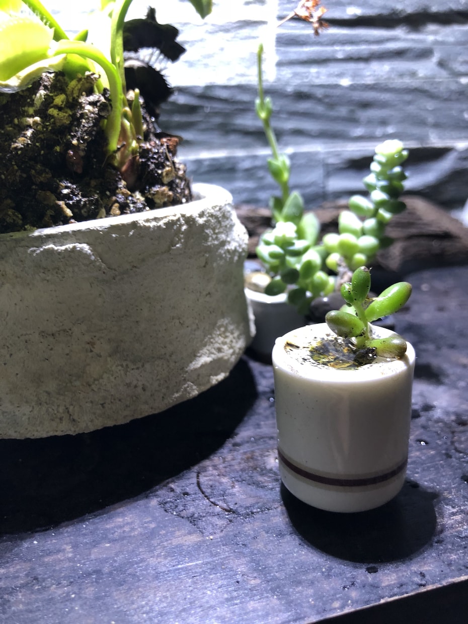 多肉の寄せ植え教えます プレゼントにもぴったりの多肉を寄せ植えしませんか！ イメージ2