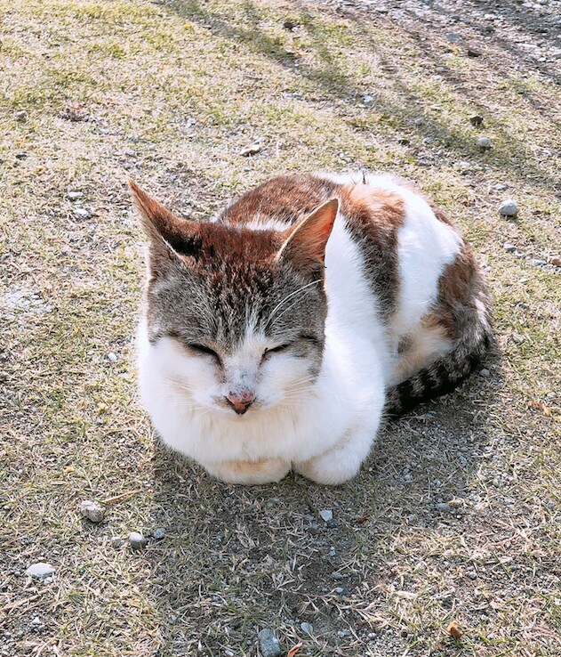 ワンコインの小さな聞き手❁あなたを元気にします 今、元気になりたいあなたへ〜全力で高校生がお話聞きます！ イメージ1
