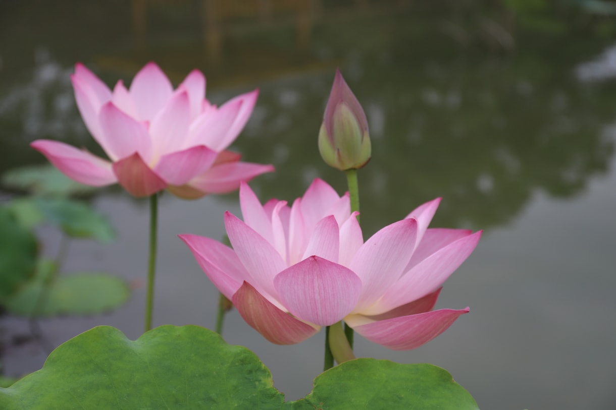 愛知県で写真撮影代行します フルサイズ一眼カメラで撮影した高画質な写真を提供します イメージ4