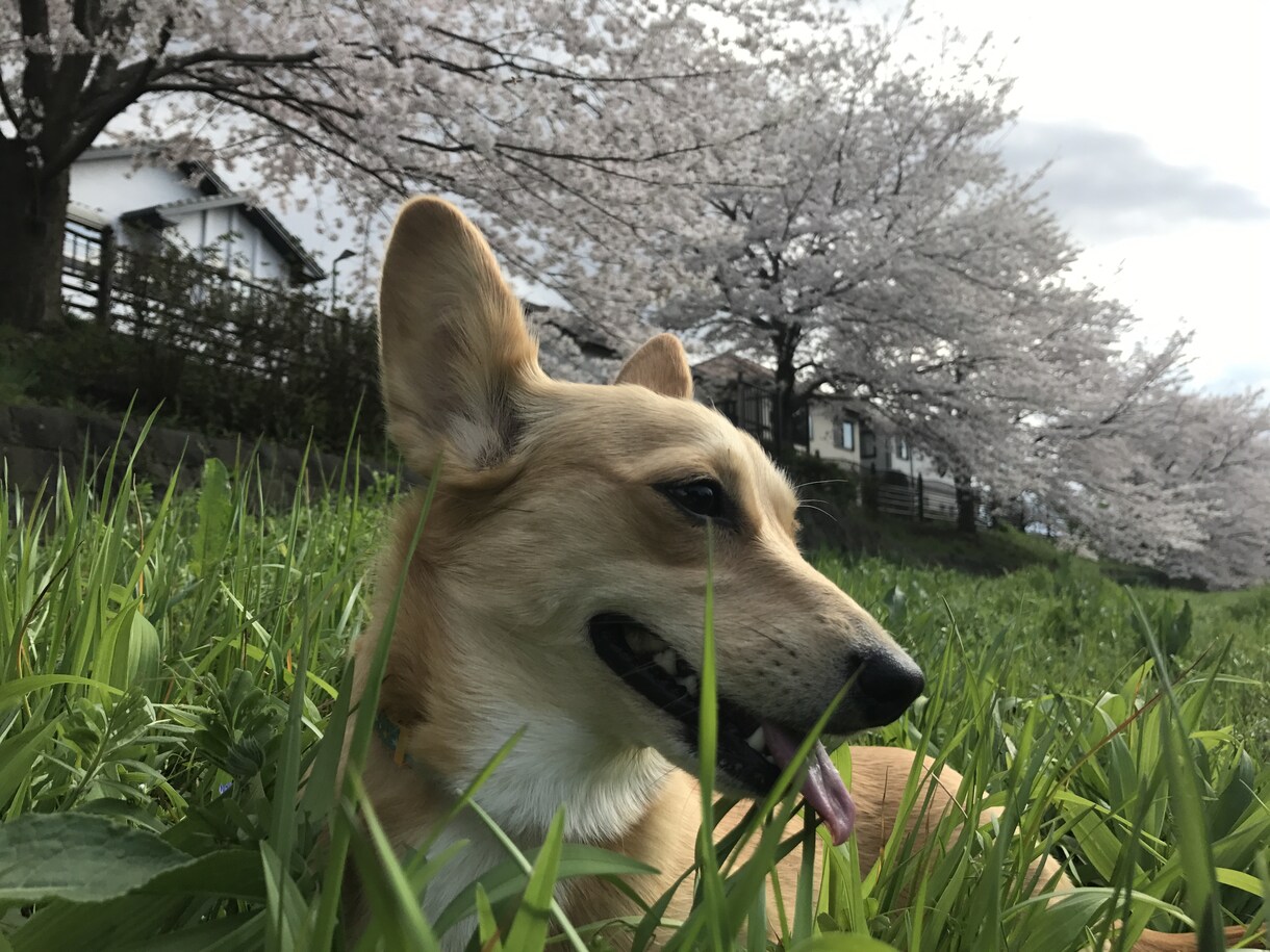 大切なペットとの想い出をムービーにまとめます 大好きなペットのムービーをいつでも持ち歩きたいあなたへ イメージ4