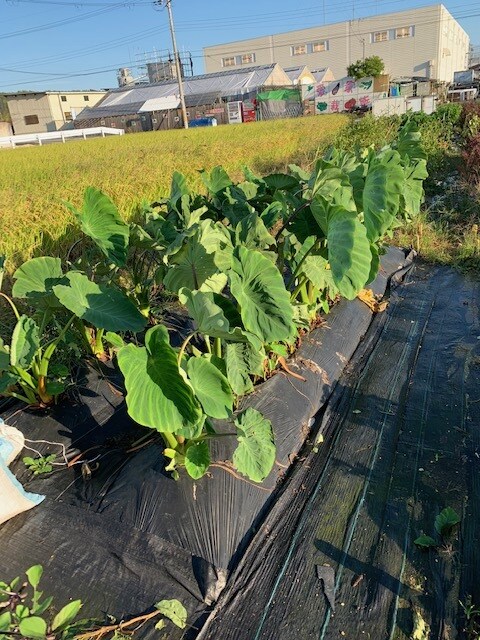 家庭菜園のアドバイスいたします 家庭菜園のむつかしさを解消していきましょう イメージ1