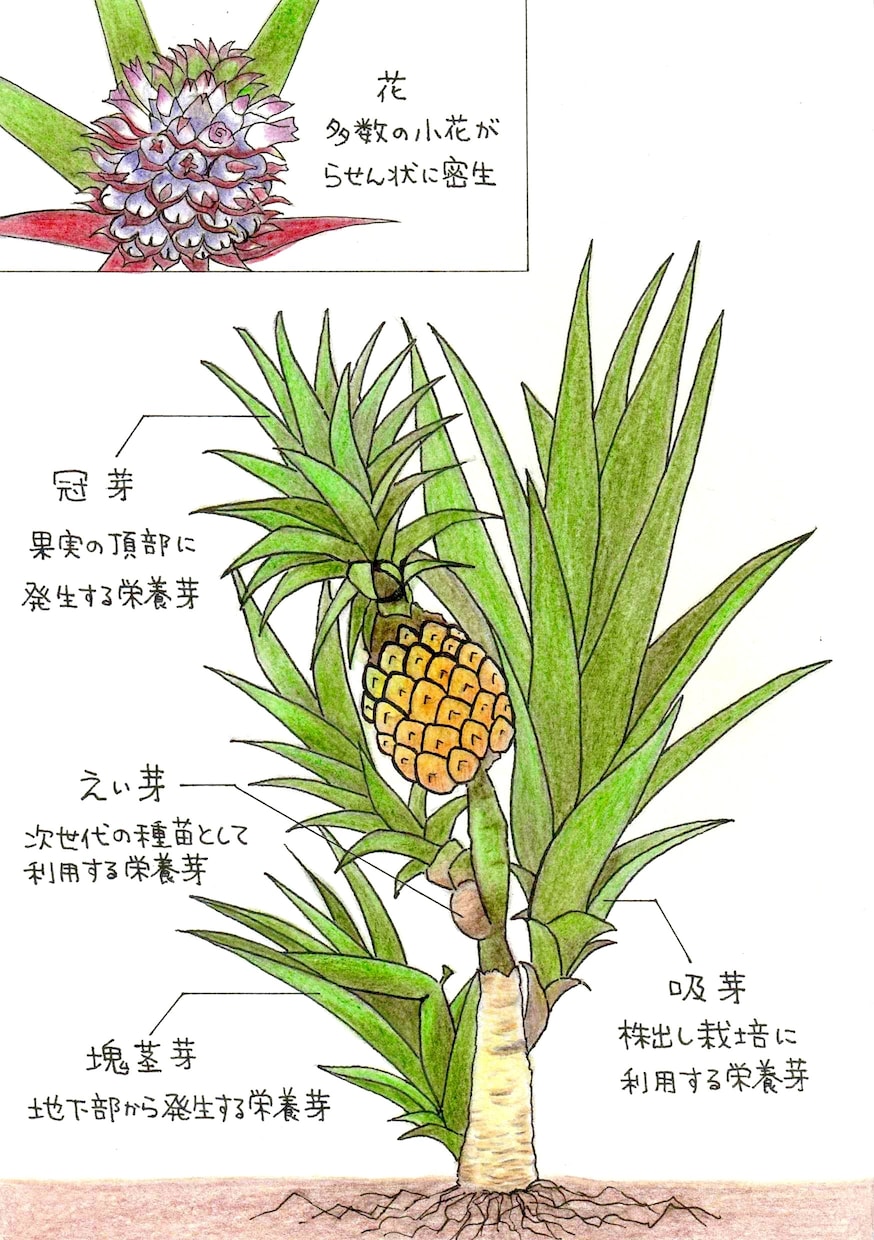植物のイラストお描きします 〜植物大好きな私が描く植物イラスト〜 イメージ6