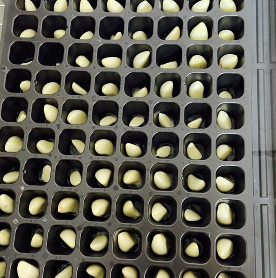 在宅で【農産物副業】を始めるノウハウ教えます 在宅で手間が比較的かからない。ニンニクスプラウトを始める。 イメージ2
