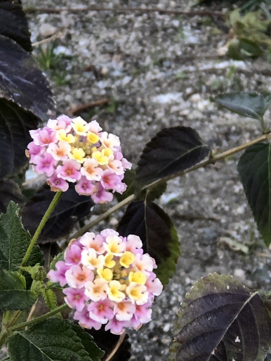 恋愛、結婚、仕事運 全体をみます お一人お一人丁寧に鑑定いたします。 イメージ2