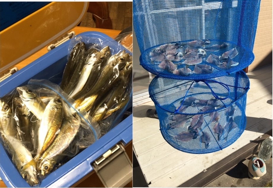 東京湾、横浜、護岸、海釣り公園　秘密釣り方教えます なんでこんなに釣れるの？GOGOフッシング イメージ9