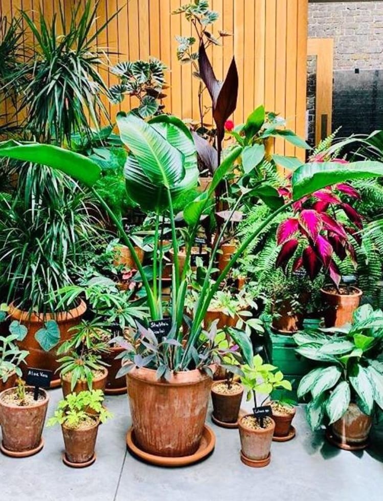 園芸ガーデニング全般のお困り事を解決します 観葉植物や多肉植物など植物全般の事をプロがアドバイスします! イメージ1