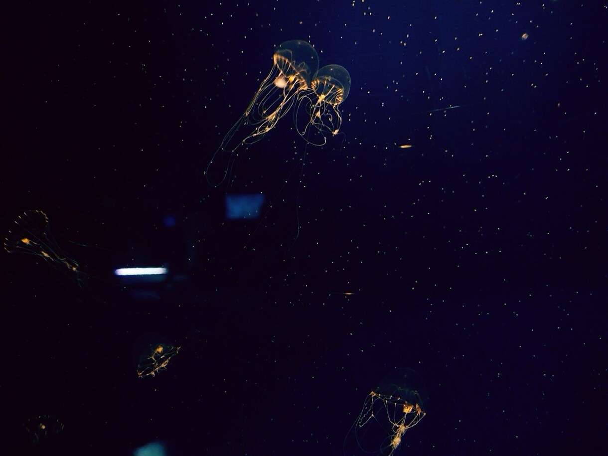 水族館や花の写真出品します 今までに撮り溜めた風景写真を販売致します。 イメージ5