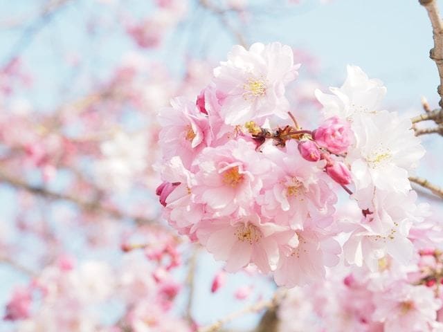 親子占い：母親との関係をより良くするために占います お母さんに愛されなかった、母親を理解してみたい方 イメージ2