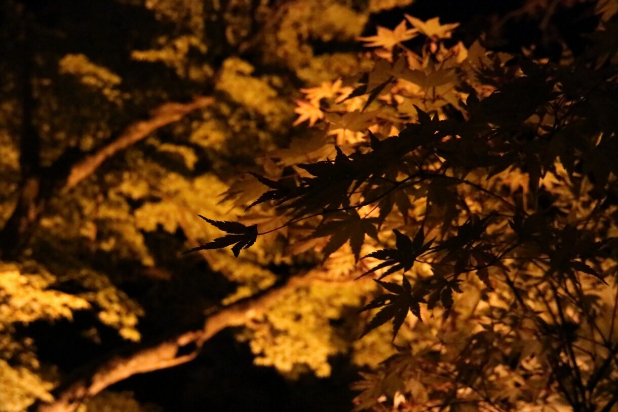 あなたが撮影した写真、動画をより輝かせます 他の人より映えさせたいけど、一から編集は大変というあなたへ！ イメージ4