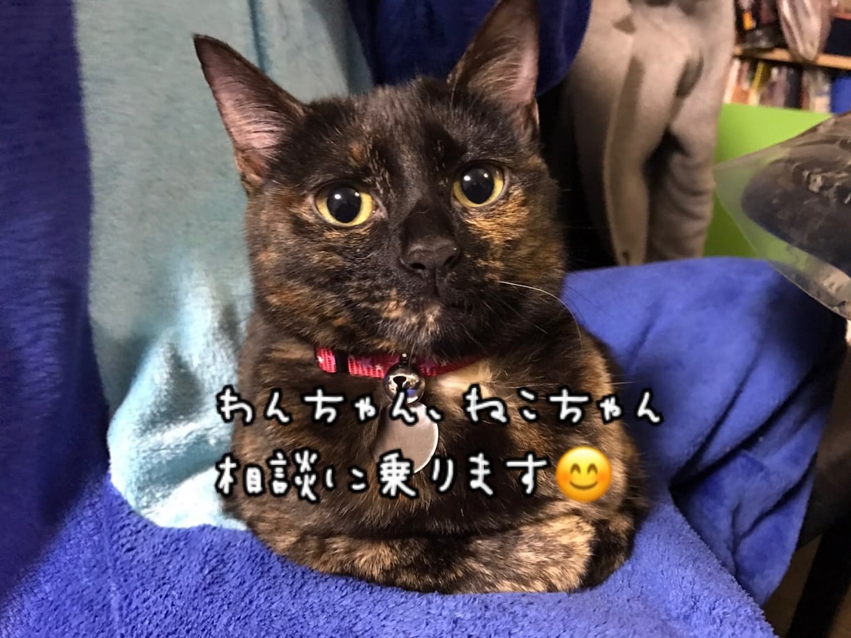 わんちゃん、ねこちゃんの相談乗ります 動物看護師がわんちゃん、ねこちゃんのお悩み相談乗ります！ イメージ1