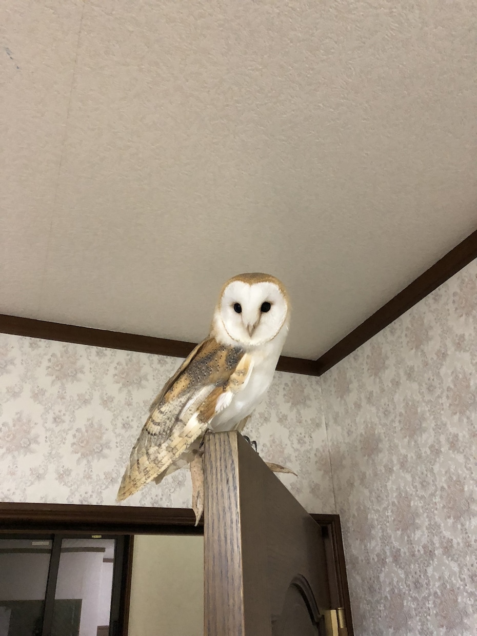 動物の飼育相談、問題行動相談になっております 犬、猿、フクロウ、モモンガ、爬虫類全般、その他飼育経験あり イメージ4