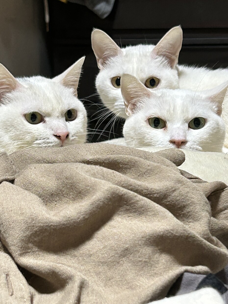 猫プロが撮った写真集あります 猫大好きな猫好き猫ままです！猫の写真提供 イメージ8
