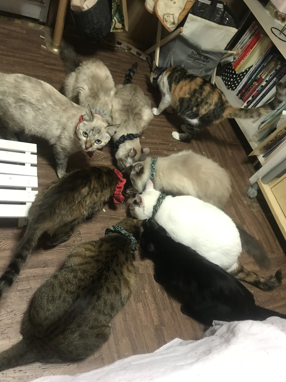 猫9匹の飼い主が【ペット愛】語りを受け止めます ★溢れるあなたのペット愛を聴かせて下さい★ イメージ4