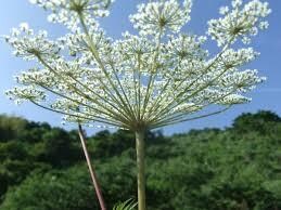 片思いを両想いへ！恋愛成就の方法をお伝えします 恋愛心理学で恋愛マスター看護師が片思いを両想いに導きます イメージ4