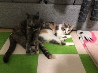 一人暮らしに関するアドバイスをします 不安なことは相談してみてください･*･:≡(　ε:)8 イメージ1