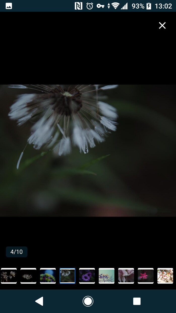 花のおしゃれなオリジナル写真素材を提供します WEBサイト・ロゴ・バナーなどに！4608 x 3456 イメージ3