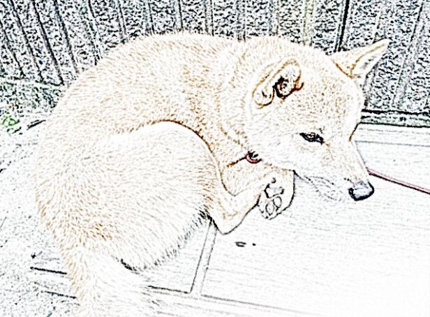 写真を鉛筆画風に加工します 写真を鉛筆画にして飾ってみませんか？ イメージ5