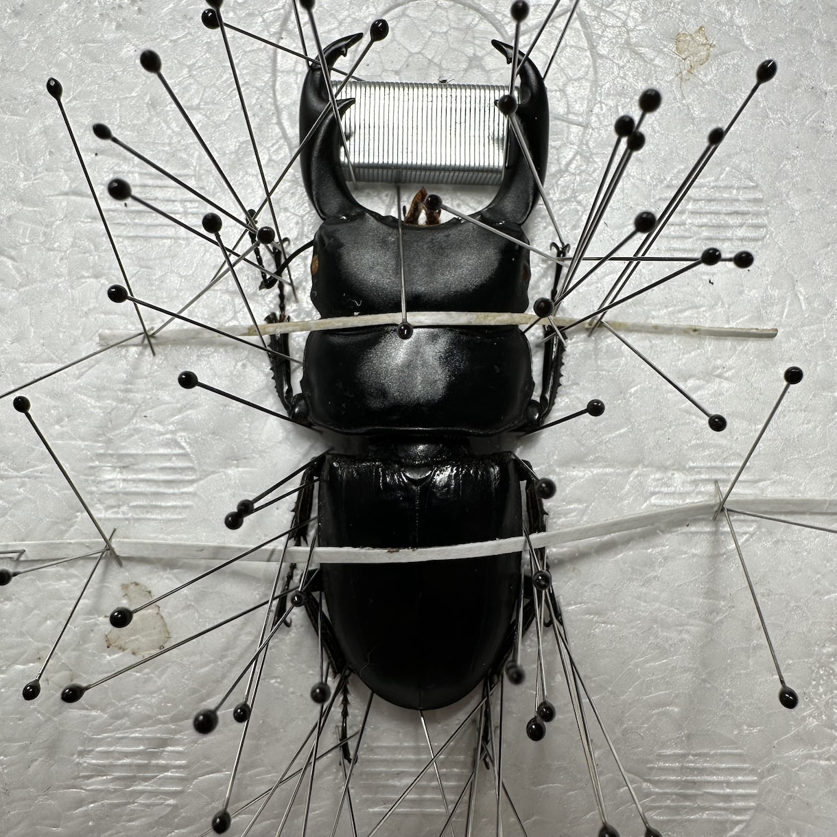 昆虫標本の作成を代行します 屋号名: BOOM INSECT イメージ5