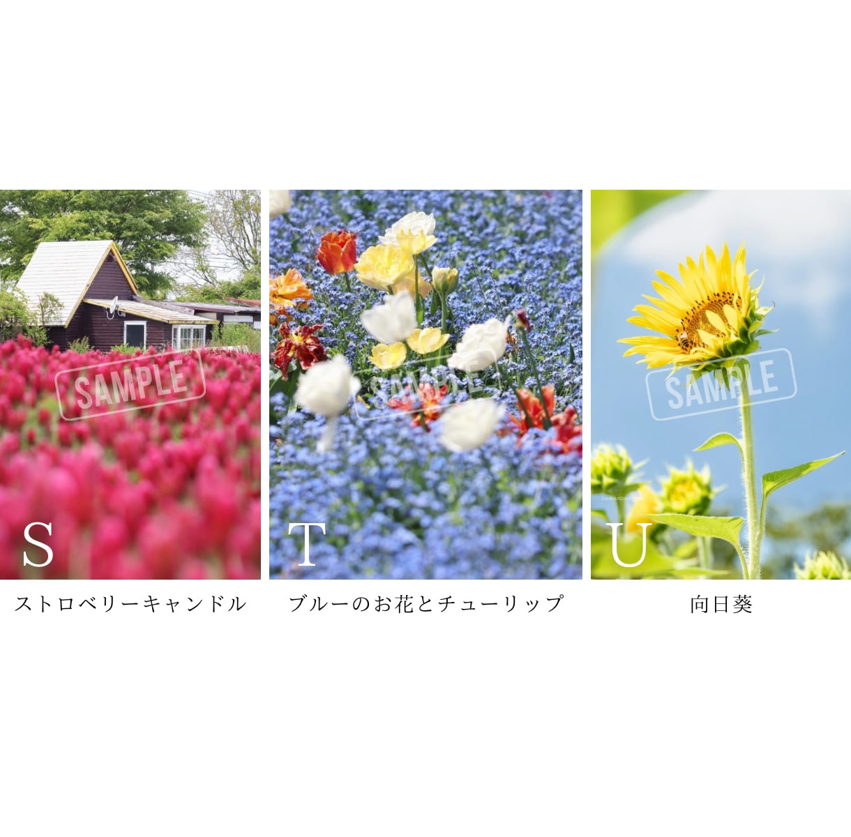 SNSに使える高品質な写真の素材提供します カメラ歴7年の私が撮影したお花や猫の イメージ8