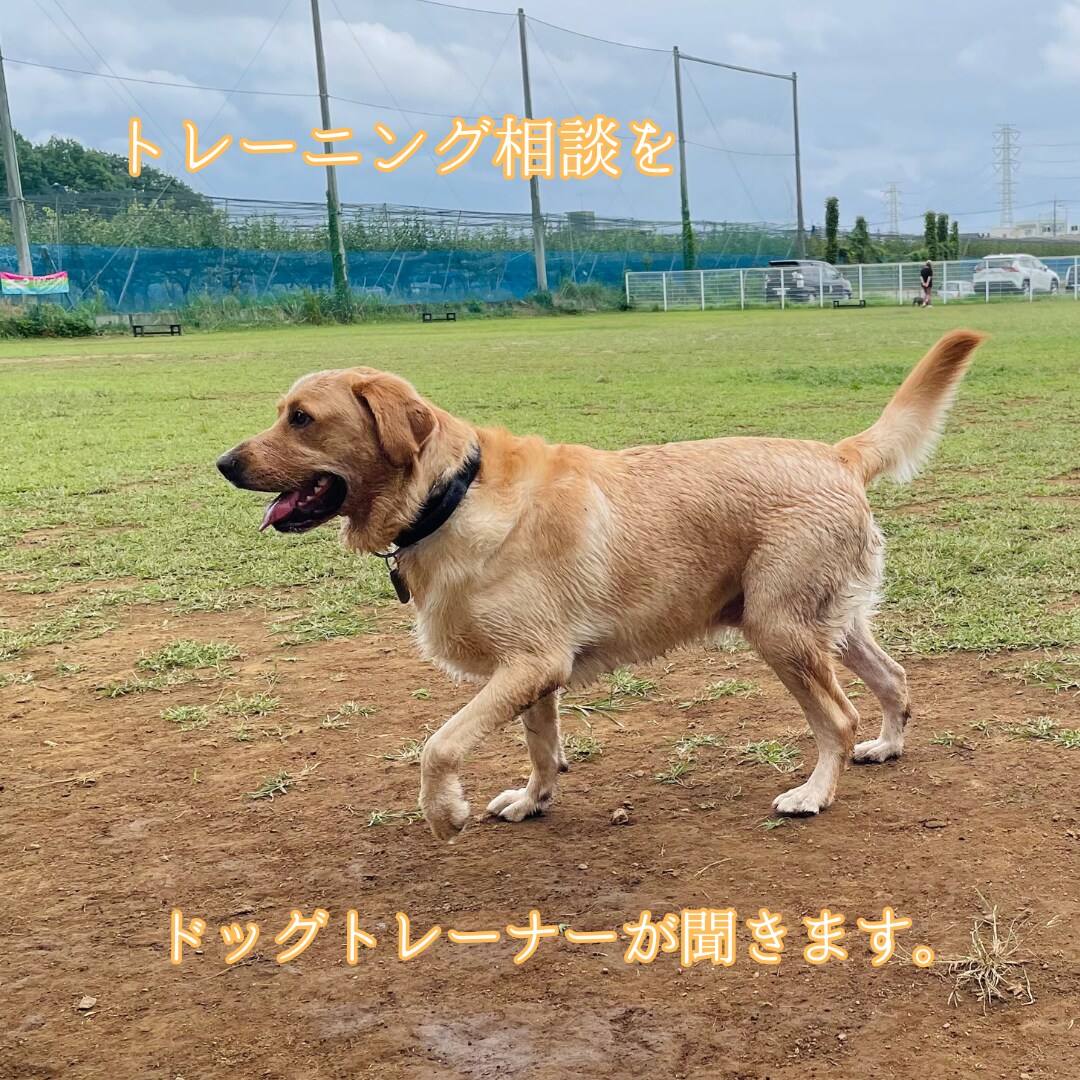 ドッグトレーニング・しつけの相談を聞きます トレーニング相談をドッグトレーナーが聞きます イメージ1