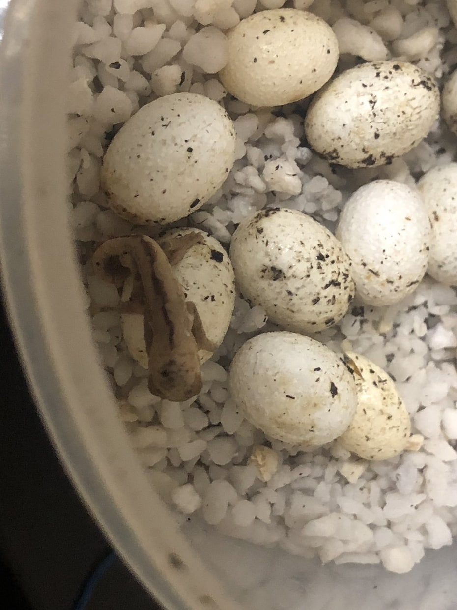 爬虫類の飼育相談を承ります 爬虫類全般の飼育相談！※専門雑誌掲載経験が複数回あります イメージ2
