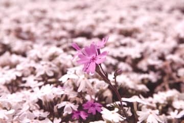 2度目以降のご相談者（リピーター）様お承り致します 過去に真名厳に鑑定依頼して下さった方向けサービスです イメージ1