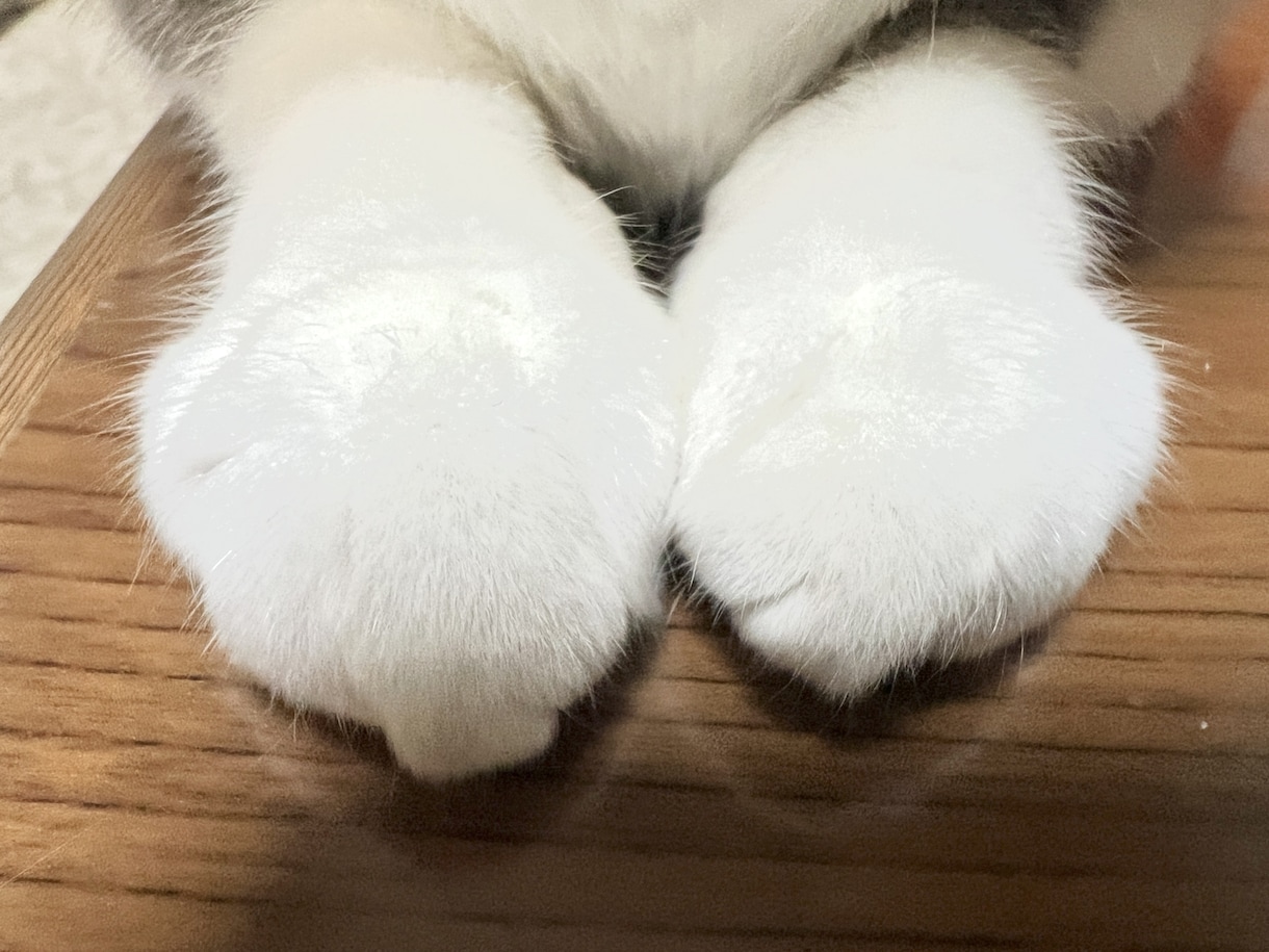 あなたのお話し何でもお聞ききします 孤独じゃないですよ！私は何でも聞きますから！ イメージ1