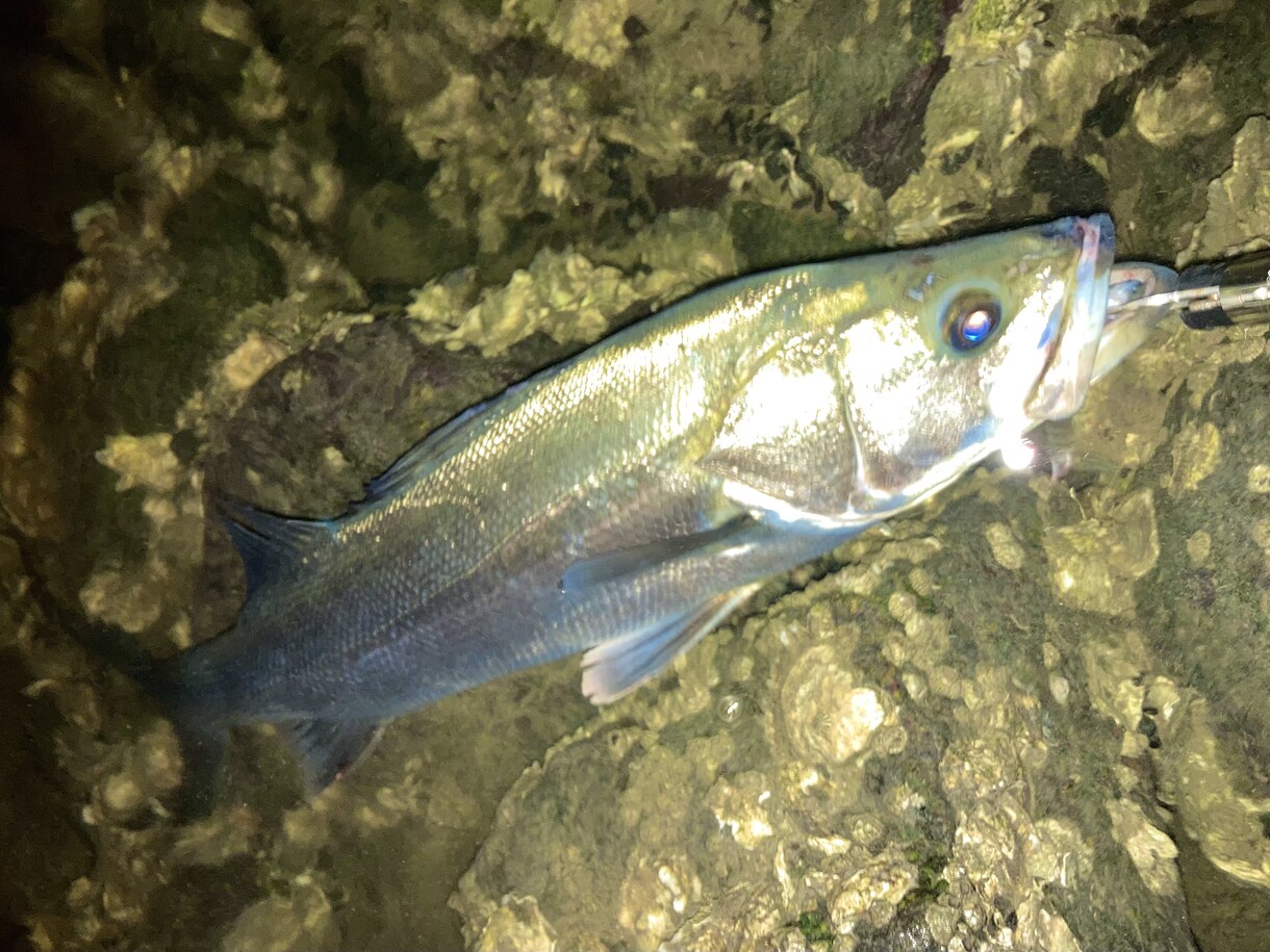 釣りに関するお話、お悩みお聞きします 【最長15日】実体験を基にお答えします！ イメージ6