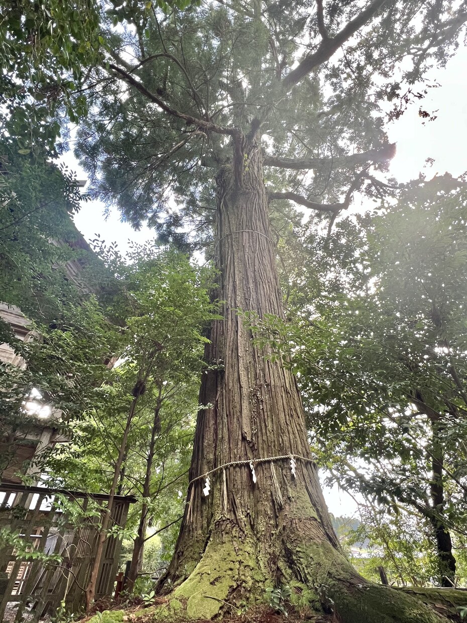 タロットと宿命鑑定を使ってのカウンセりんぐをします 今の悩みを言葉にしてみませんか？きっと、気付きがあるはずです イメージ2
