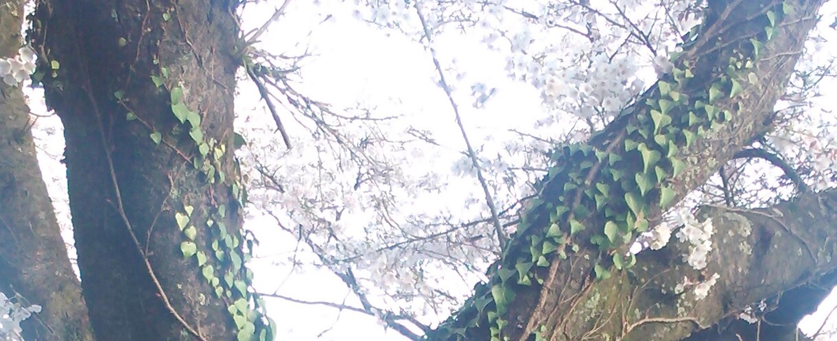 人間より長寿の❀桜の樹その精霊に貴方の幸せ聴きます 万物の一部である貴方♥桜の木からのメッセージ聴いてみませんか イメージ5