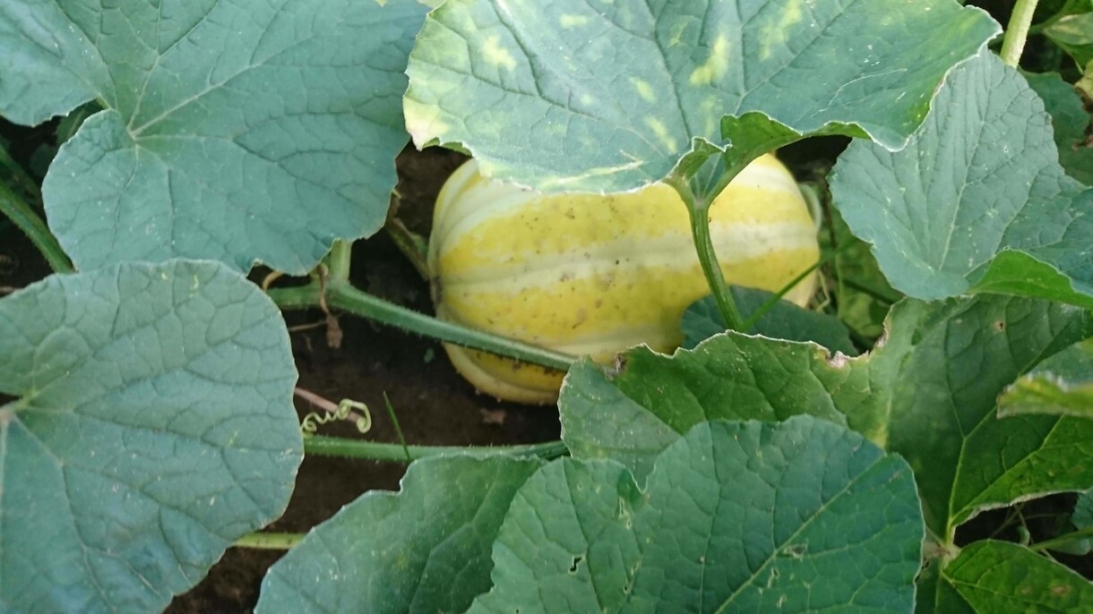 野菜農家が本気でお手伝いします 世界で唯一の野菜、育ててみませんか。 イメージ2