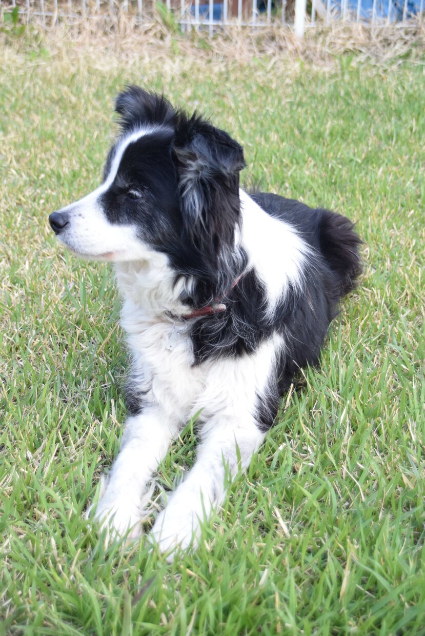 犬の飼い方相談承ります ドッグトレーナー、トリマーとしての観点からアドバイス！ イメージ1
