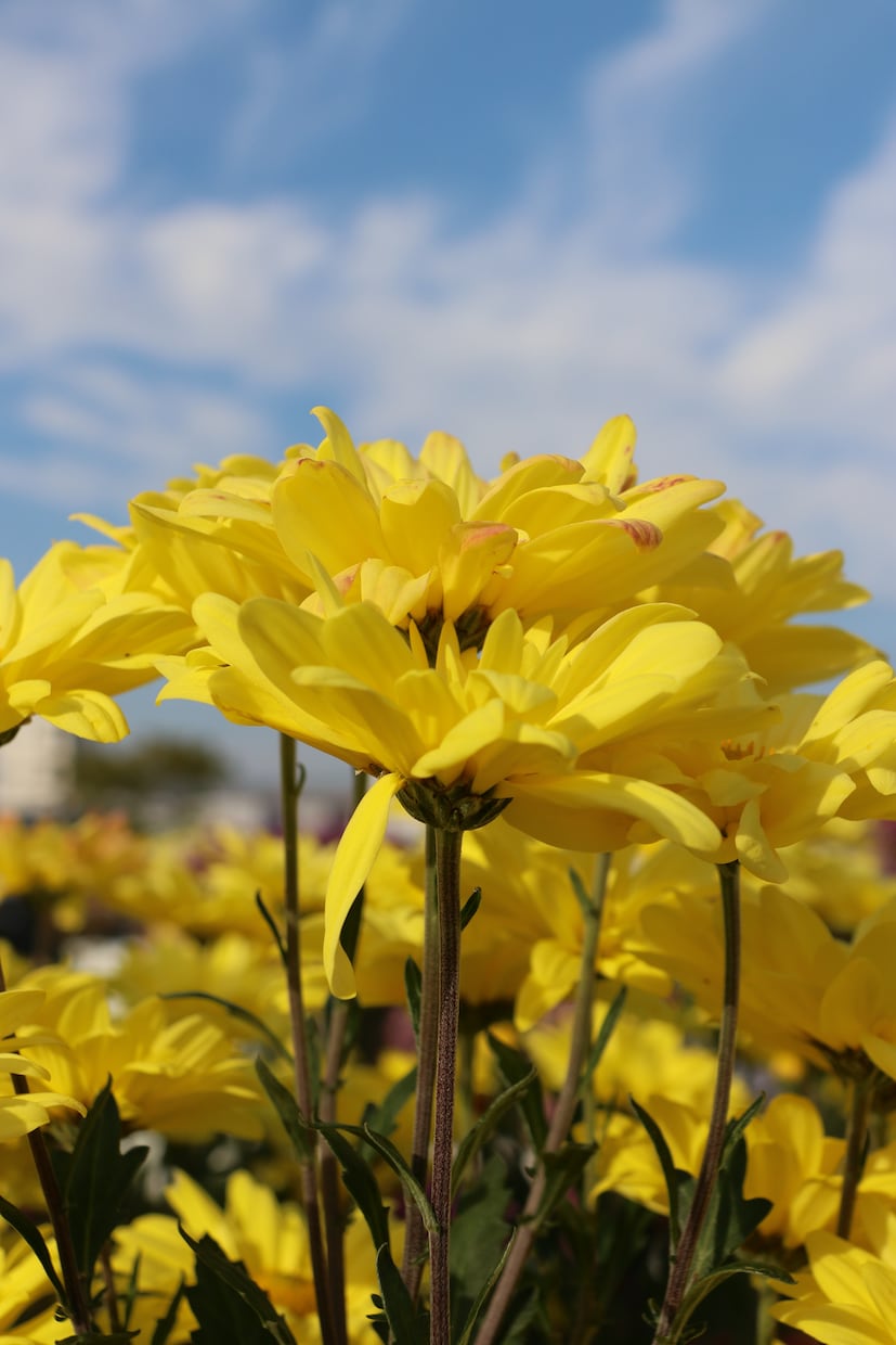 お花の写真ご提供します 貴方だけの四季の花々を見て癒されませんか？ イメージ2