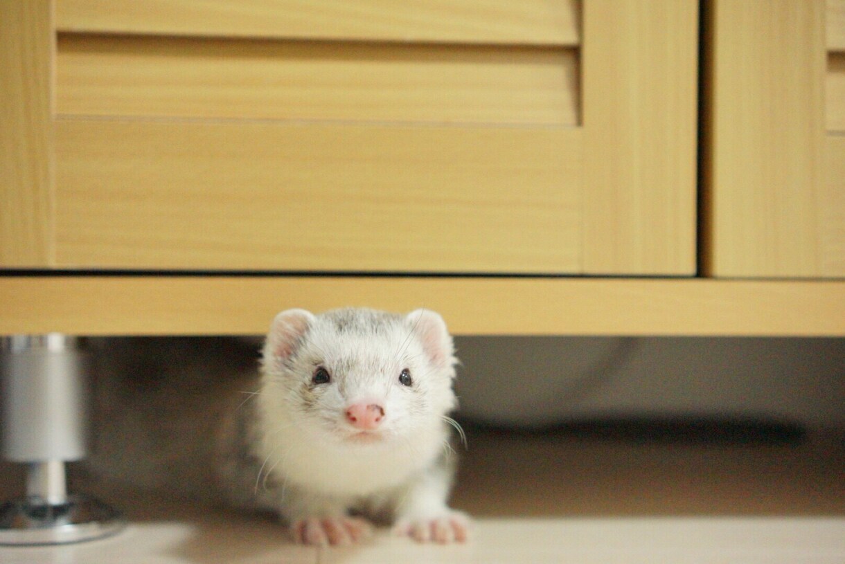 ショップの心臓はキャッチコピー イメージ1