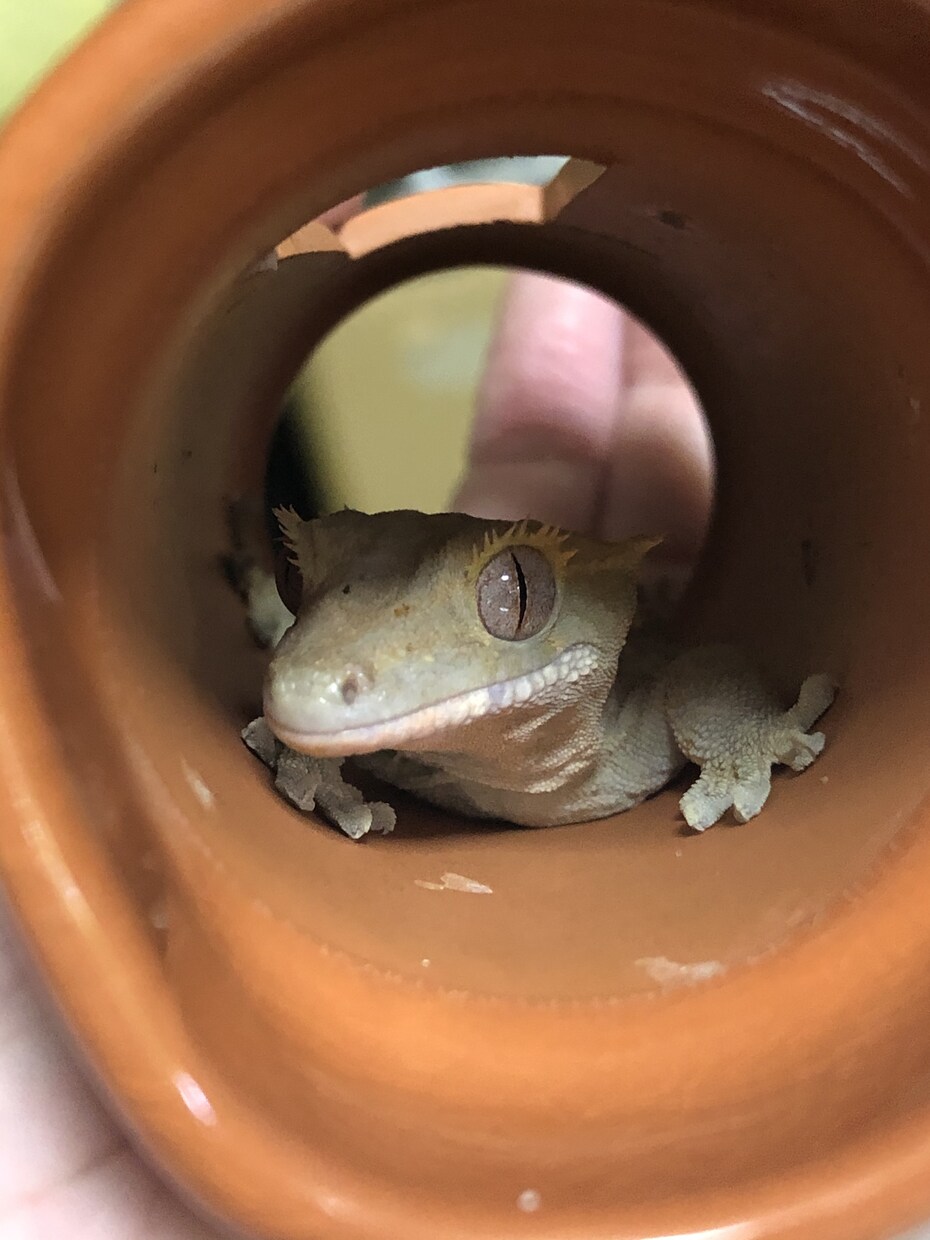 動物の飼育相談乗ります 昆虫、魚、両生、爬虫、哺乳類まで！飼育環境等相談乗ります！ イメージ3