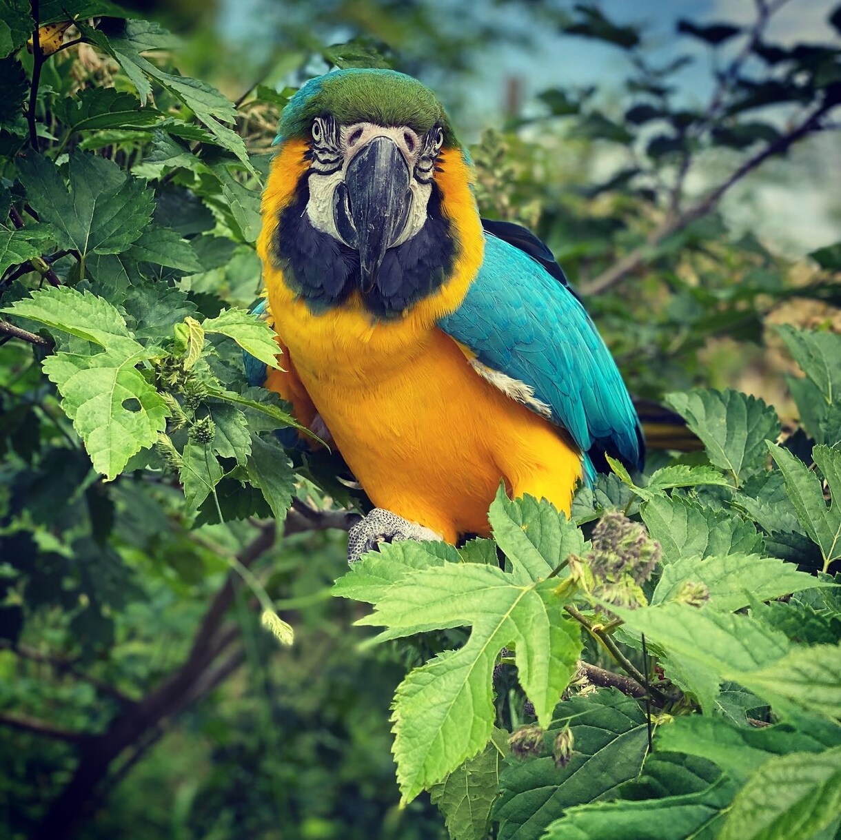 鳥のフライトトレーニングに関するご相談お受けします 鳥との生活をもっと楽しみたい方へ イメージ1