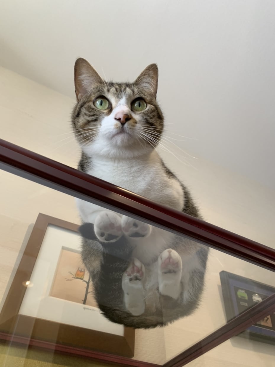 女性クリエイターがオリジナルムービーを制作します 大切な愛犬・愛猫の思い出作りにムービーを制作してみませんか？ イメージ3