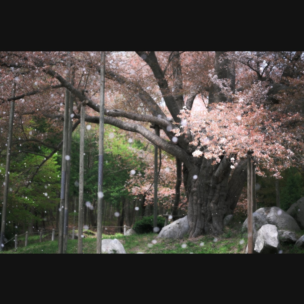 撮影から納品まで写真素材作成します ライト仕上げで格安提供！写真オールジャンル承ります イメージ2