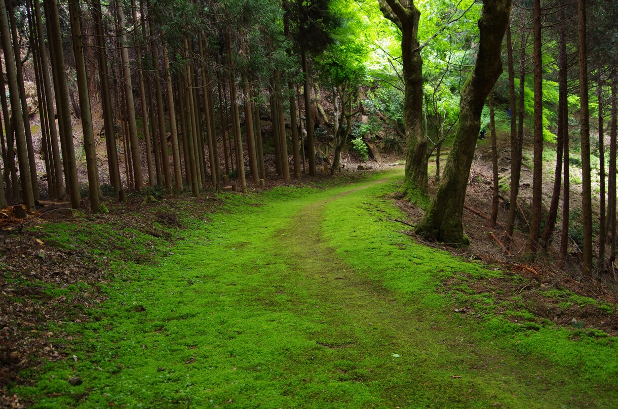 京都旅行の行程表を元プロガイドが作ります 今回の京都旅行はいつもとは違う特別な旅になる！ イメージ7