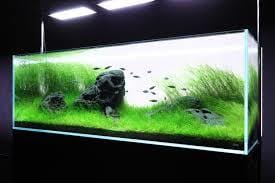 熱帯魚飼育･水草レイアウト水槽のアドバイスをします 元アクアリウムショップ店員が詳しく解説します！ イメージ3