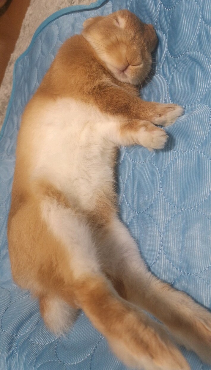 うさぎの写真提供します 可愛いうさぎさんの写真提供します！ イメージ2