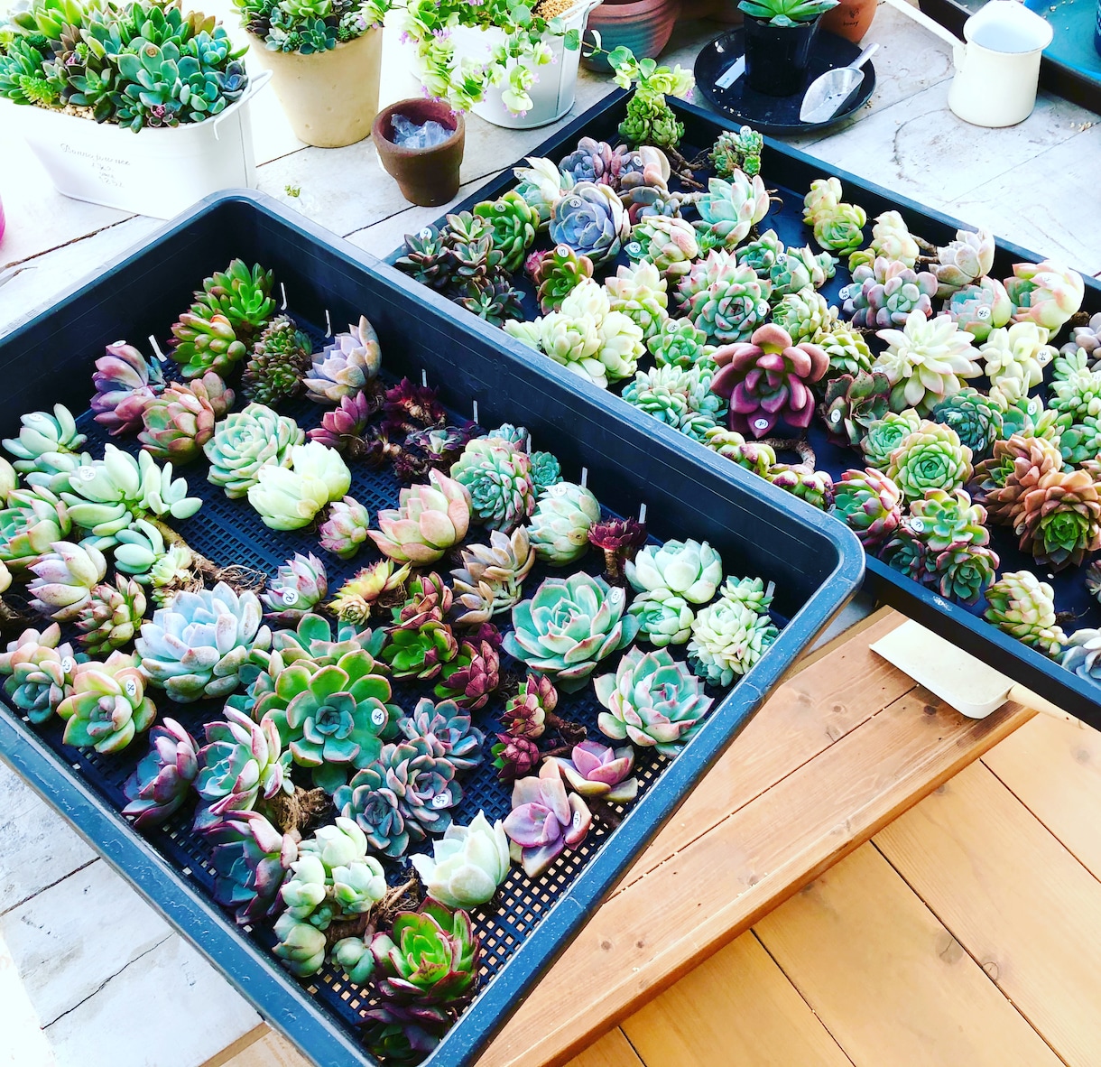 多肉植物のお悩み解決のお手伝いいたします 属種により違う育て方、寄せ植え方をお教えします！ イメージ8
