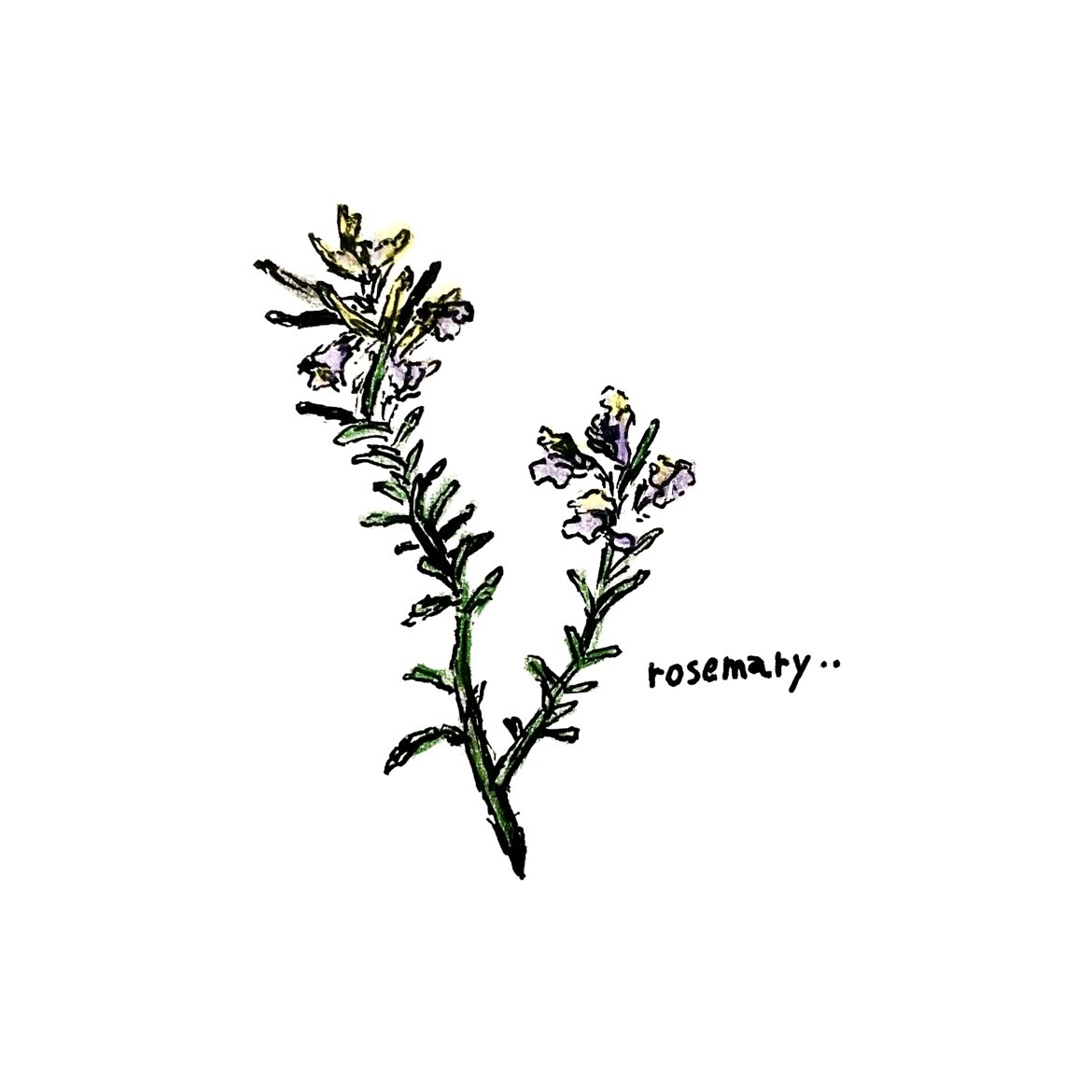 メニュー用ボールペンイラストをモノクロで描きます 手描きならではの味を活かしたレトロなボールペンイラストです！ イメージ5