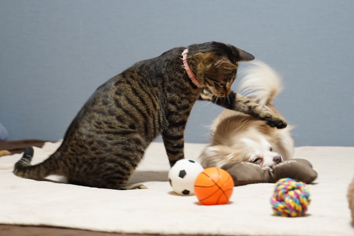 愛犬・愛猫、ペットの思い出を残します 綺麗に可愛くカッコよく、大事な家族を残します。 イメージ1